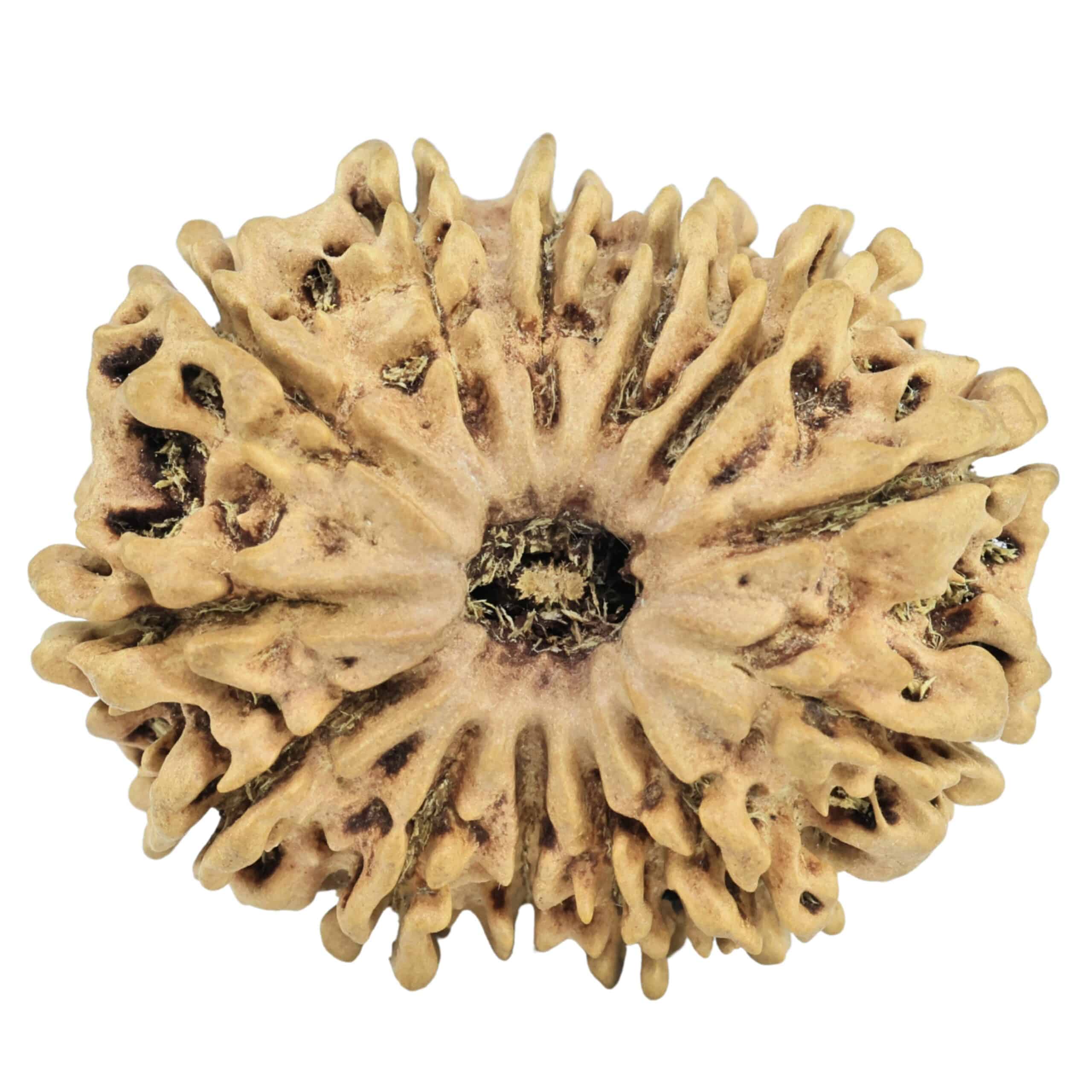13 Mukhi Rudraksha 28.7mm 3.86gm - Rudraksha