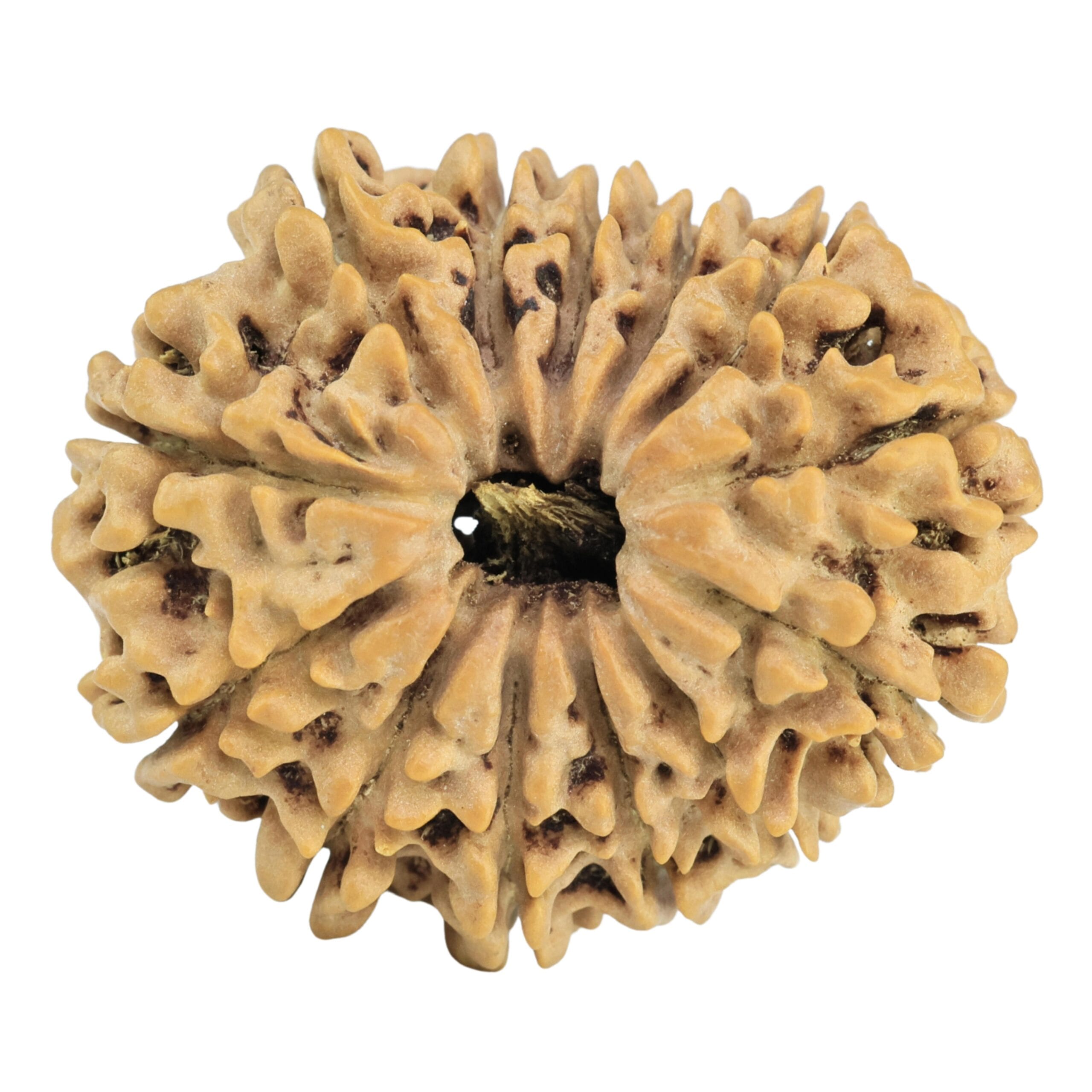 13 Mukhi Rudraksha 29.6mm 5.22gm - Rudraksha