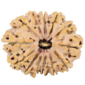 13 Mukhi Rudraksha 31.7mm 6.28gm - Rudraksha