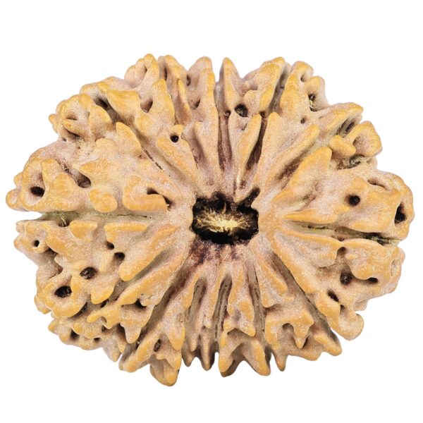 13 Mukhi Rudraksha 31.7mm 6.28gm - Rudraksha