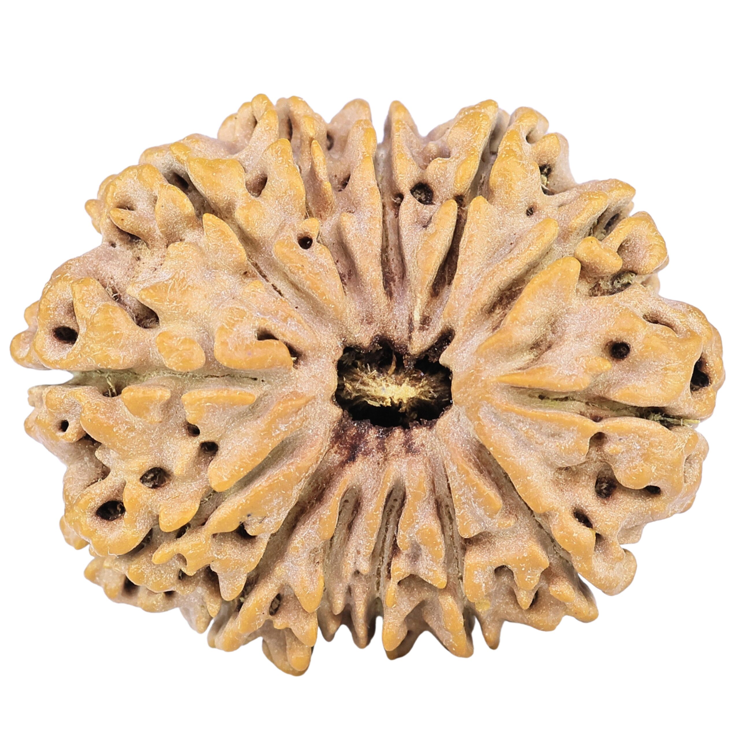 13 Mukhi Rudraksha 31.7mm 6.28gm - Rudraksha