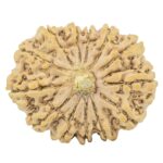 13 Mukhi Rudraksha 34.6mm 8.26gm - Rudraksha