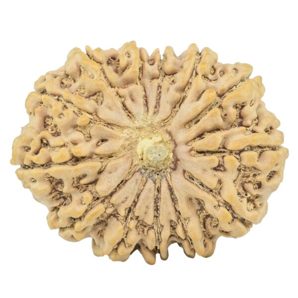 13 Mukhi Rudraksha 34.6mm 8.26gm - Rudraksha