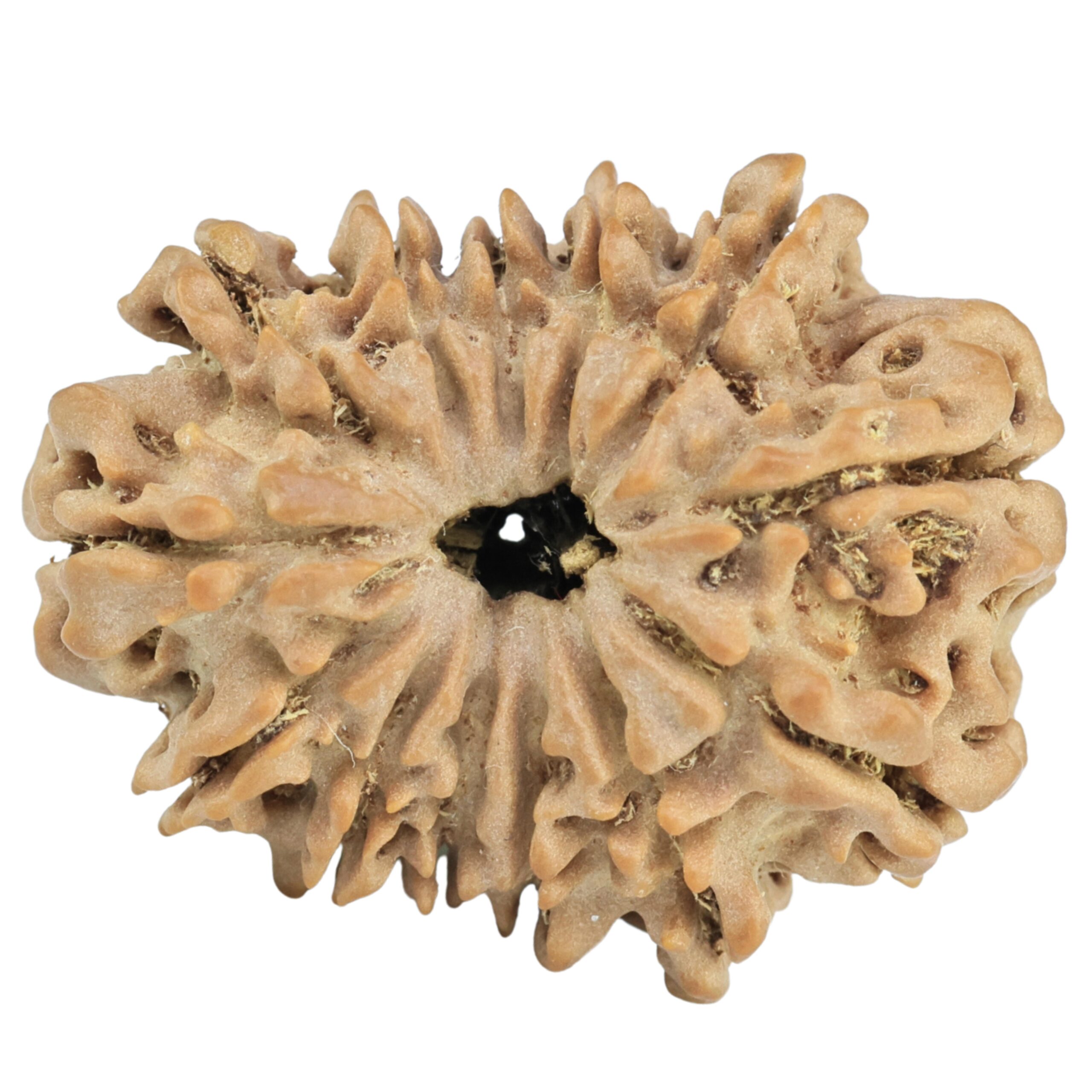 13 Mukhi Rudraksha 28.4mm 4.5gm - Rudraksha