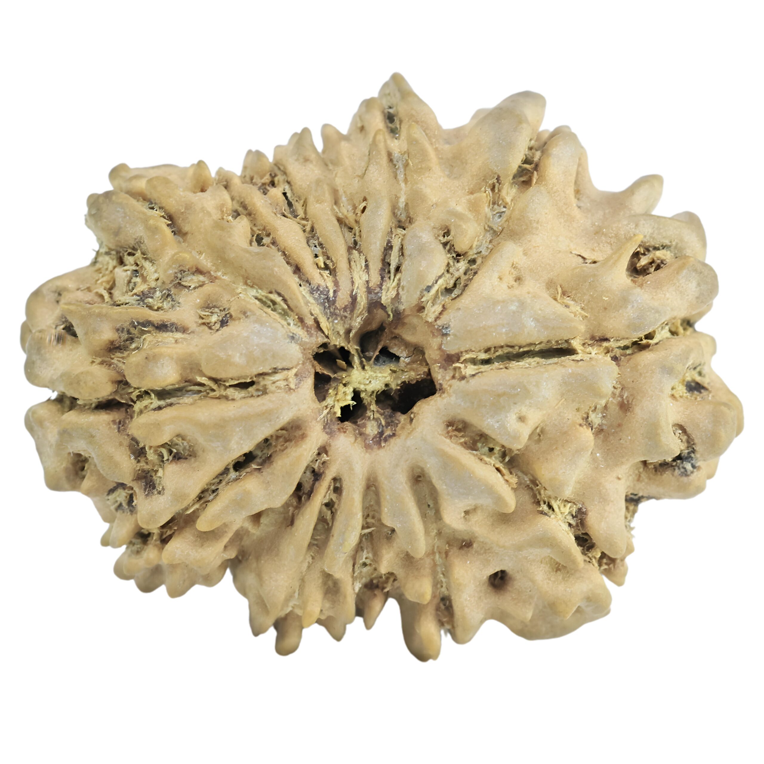 14 Mukhi Rudraksha 24.8mm 2.76gm - Rudraksha