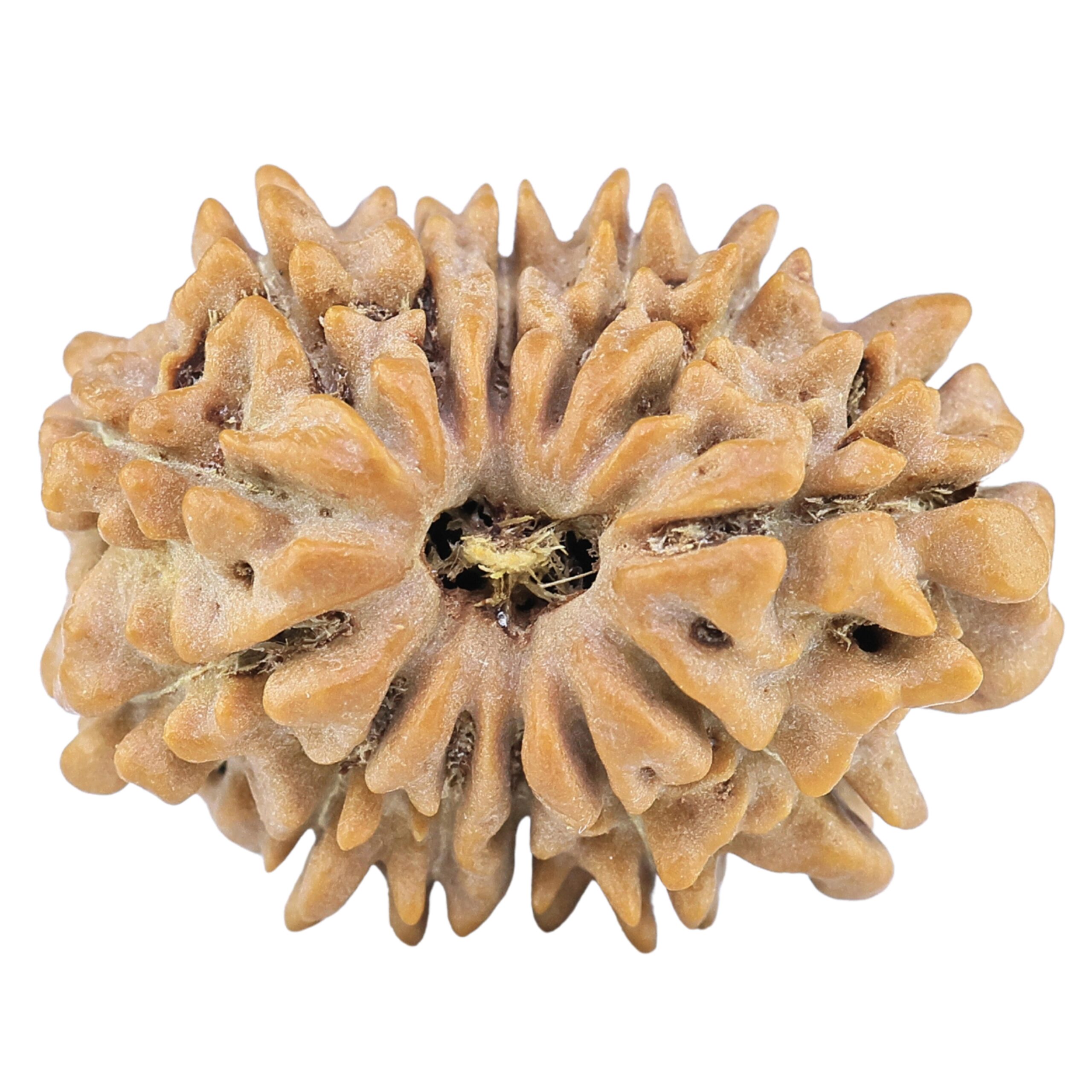 13 Mukhi Rudraksha 22.4mm 2.45gm - Rudraksha