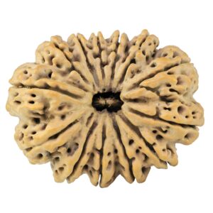 13 Mukhi Rudraksha 39.1mm 9.9gm - Rudraksha