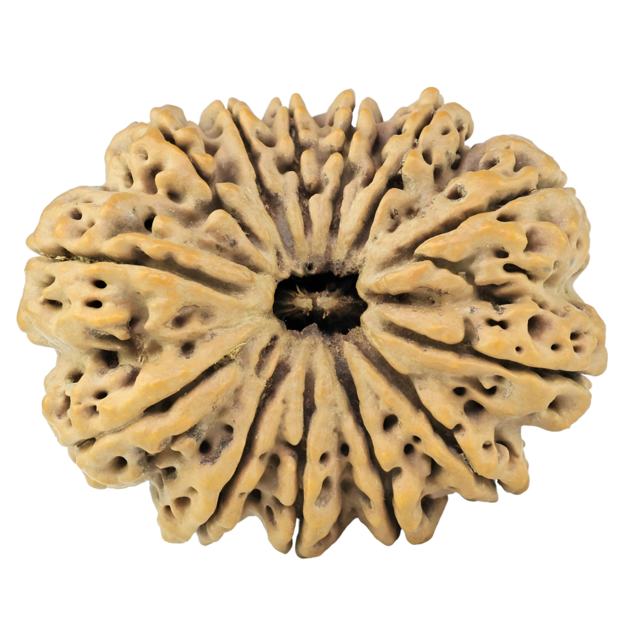 13 Mukhi Rudraksha 39.1mm 9.9gm - Rudraksha