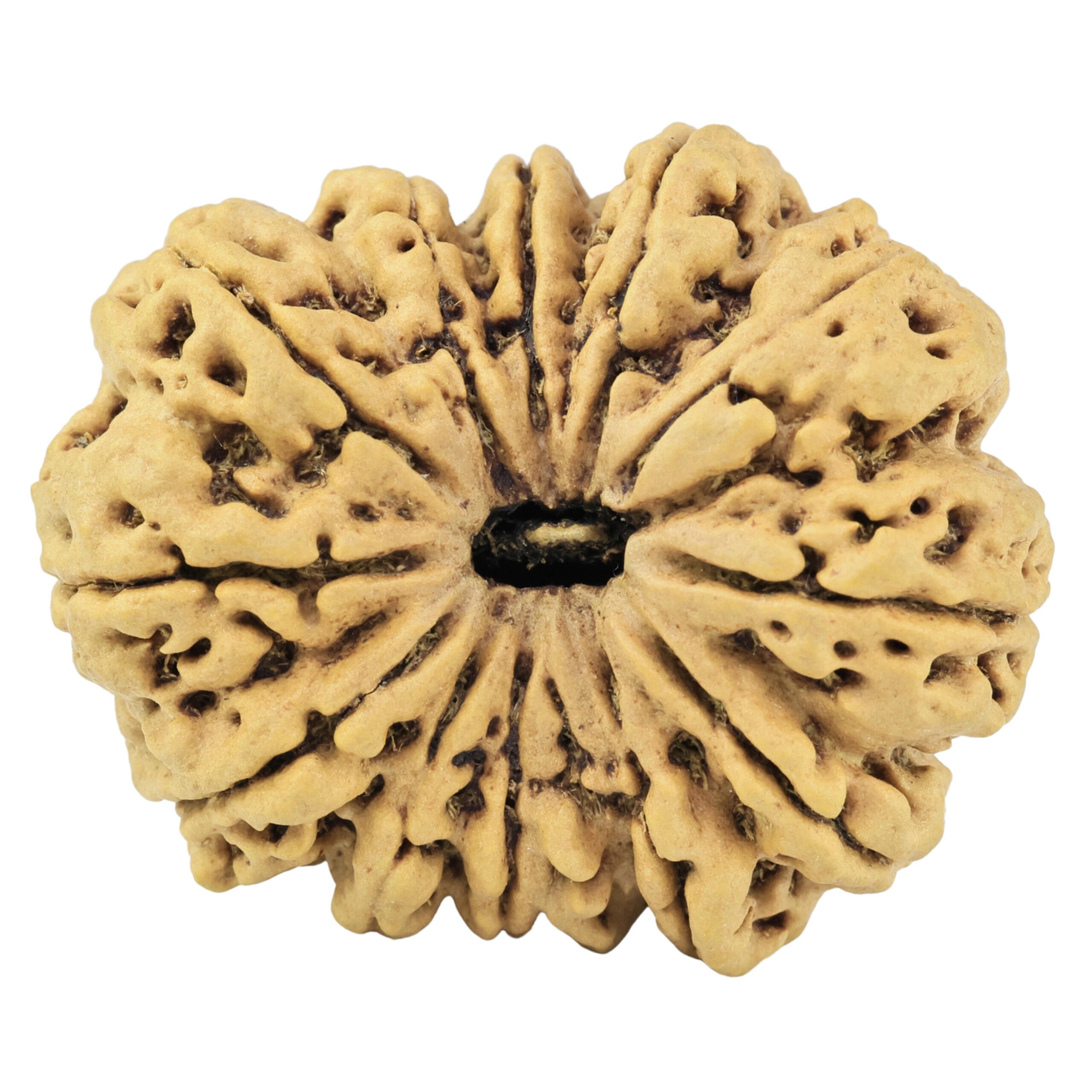 13 Mukhi Rudraksha 35.5mm 8.92gm - Rudraksha
