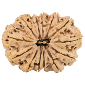 13 Mukhi Rudraksha 34.6mm 7.19gm - Rudraksha