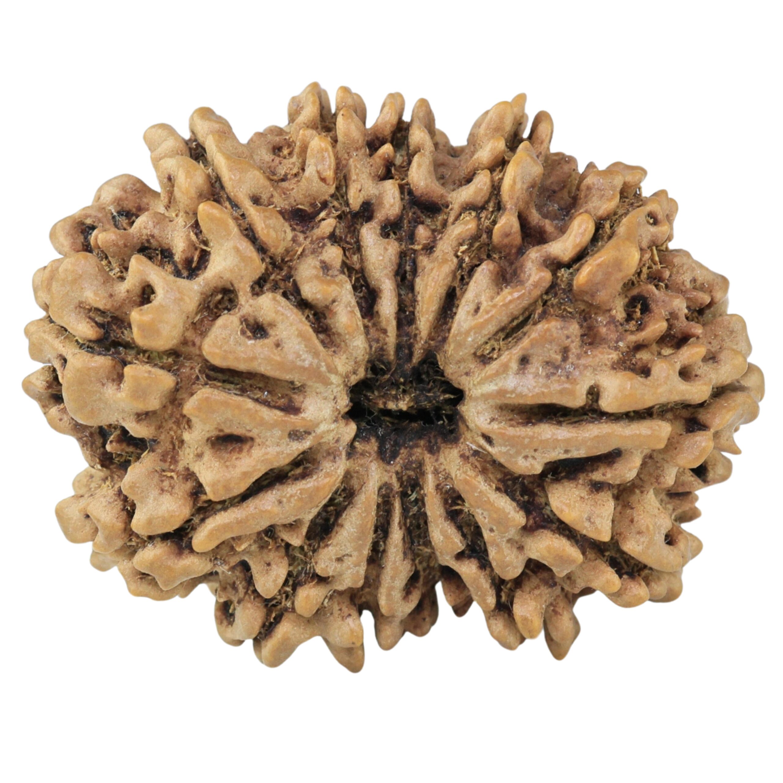 13 Mukhi Rudraksha 32.5mm 6gm - Rudraksha