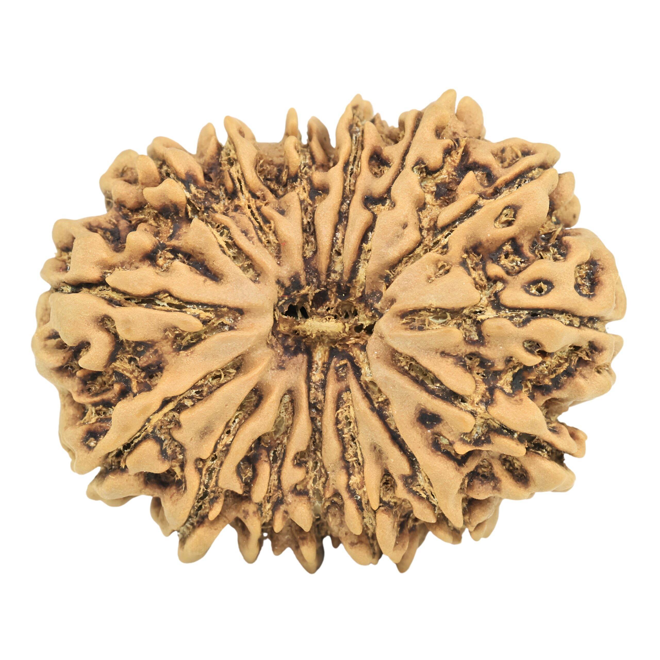 15 Mukhi Rudraksha 30.9mm 5.65gm - Rudraksha