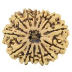 13 Mukhi Rudraksha 31.6mm 6.5gm - Rudraksha