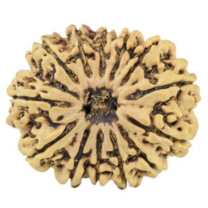 13 Mukhi Rudraksha 31.6mm 6.5gm - Rudraksha