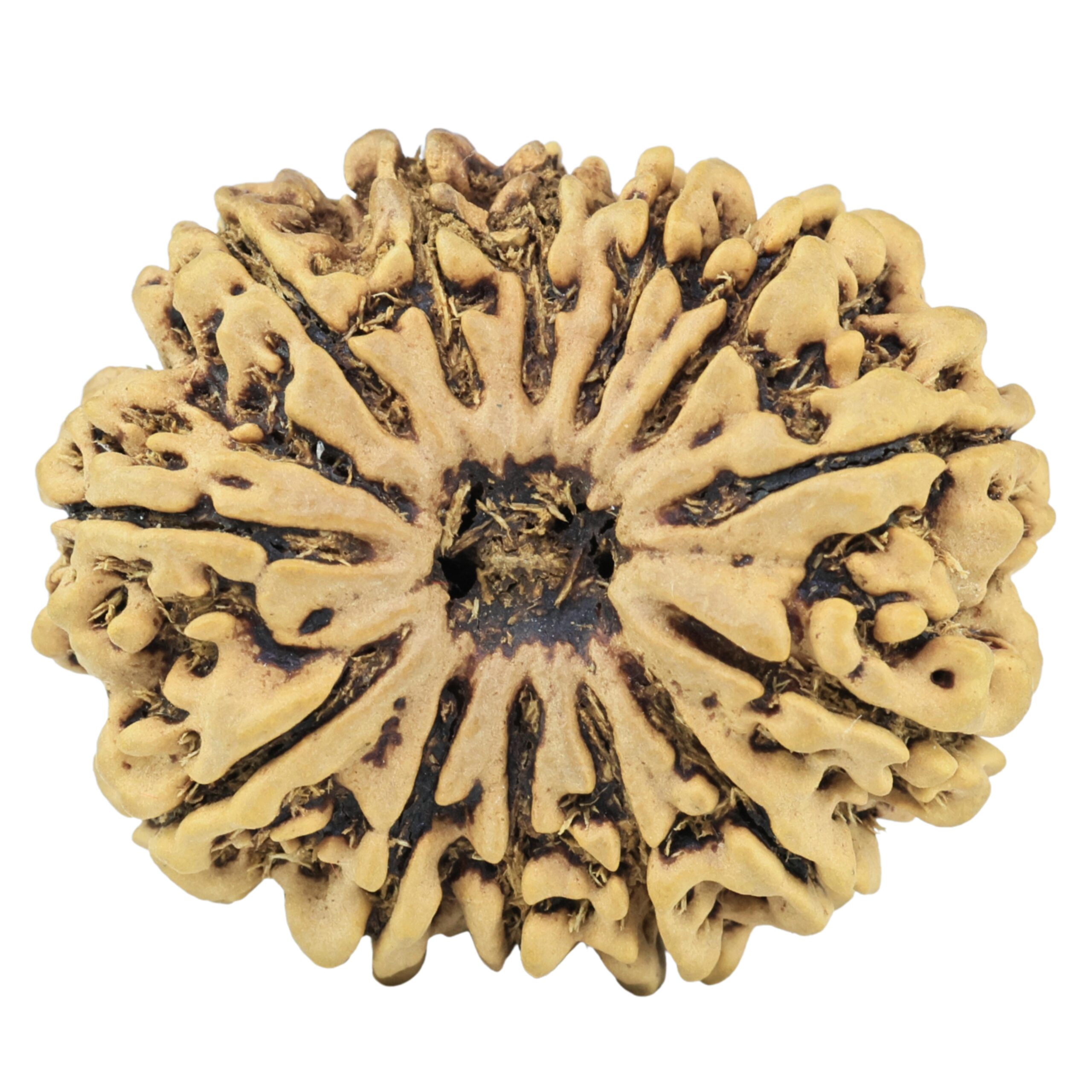 13 Mukhi Rudraksha 31.6mm 6.5gm - Rudraksha