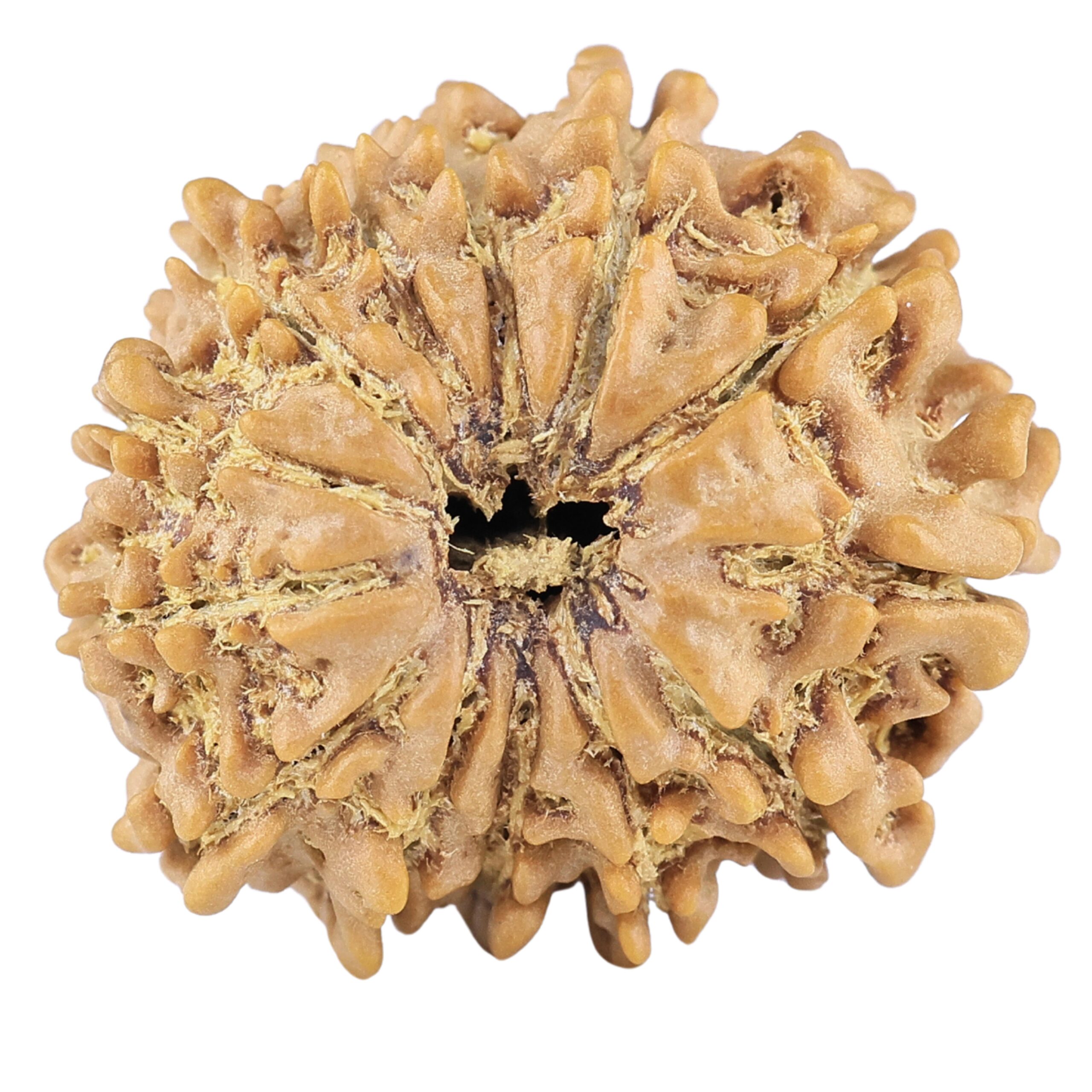 13 Mukhi Rudraksha 21.1mm 2.49gm - Rudraksha