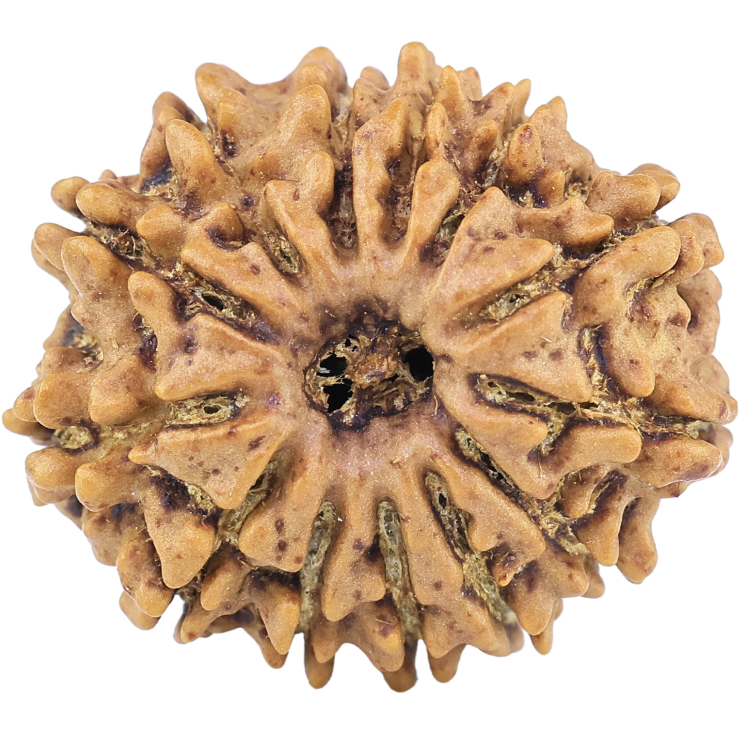 13 Mukhi Rudraksha 21.5mm 2.57gm - Rudraksha