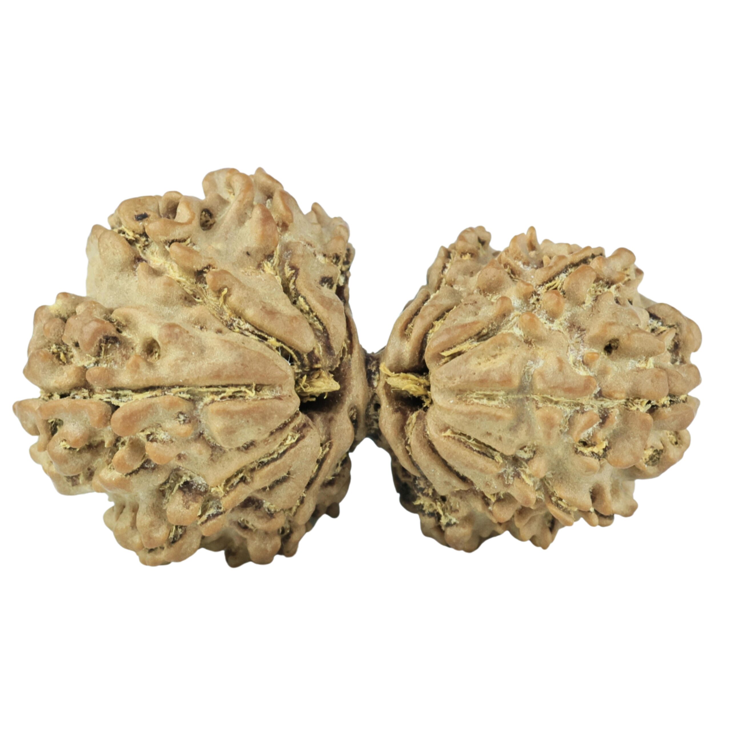 14 Mukhi Gaurishankar 34.5mm 4.84gm - Rudraksha