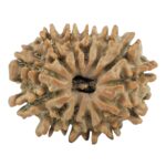 13 Mukhi Rudraksha 23.1mm 3.12gm - Rudraksha