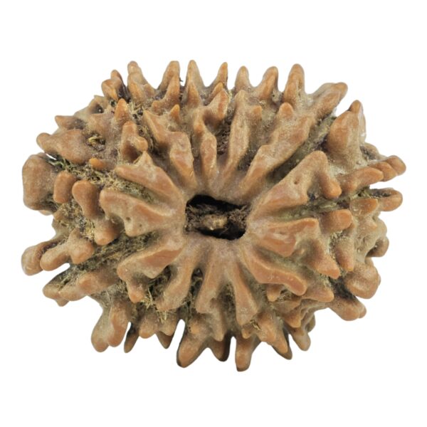 13 Mukhi Rudraksha 23.1mm 3.12gm - Rudraksha
