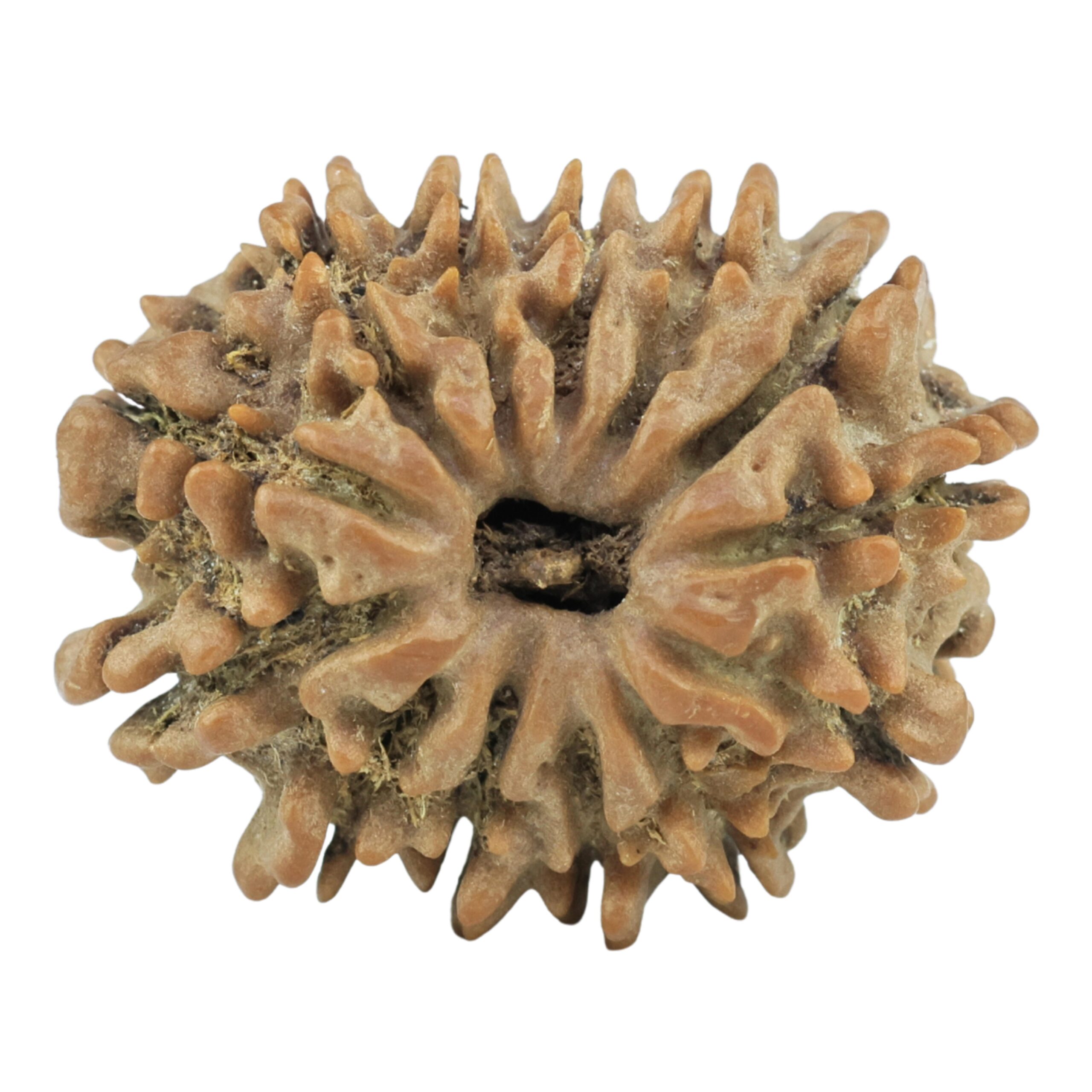 13 Mukhi Rudraksha 23.1mm 3.12gm - Rudraksha