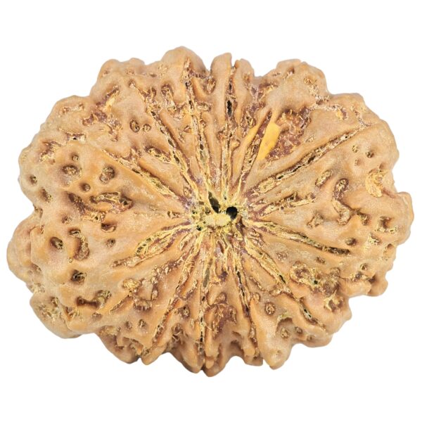 12 Mukhi Rudraksha 34.7mm 8.88gm - Rudraksha