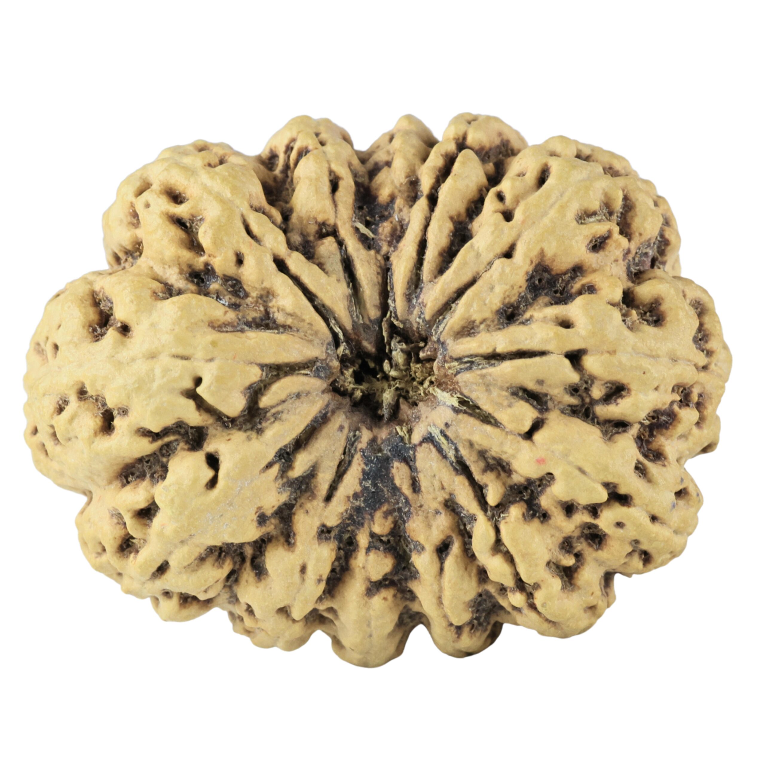 13 Mukhi Rudraksha 36.6mm 6.17gm - Rudraksha