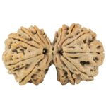 14 Mukhi Gaurishankar 38.4mm 8.58gm - Rudraksha