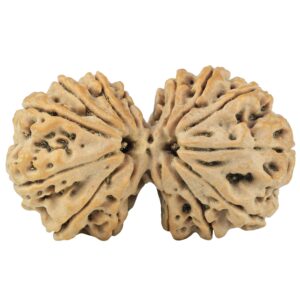 14 Mukhi Gaurishankar 38.4mm 8.58gm - Rudraksha