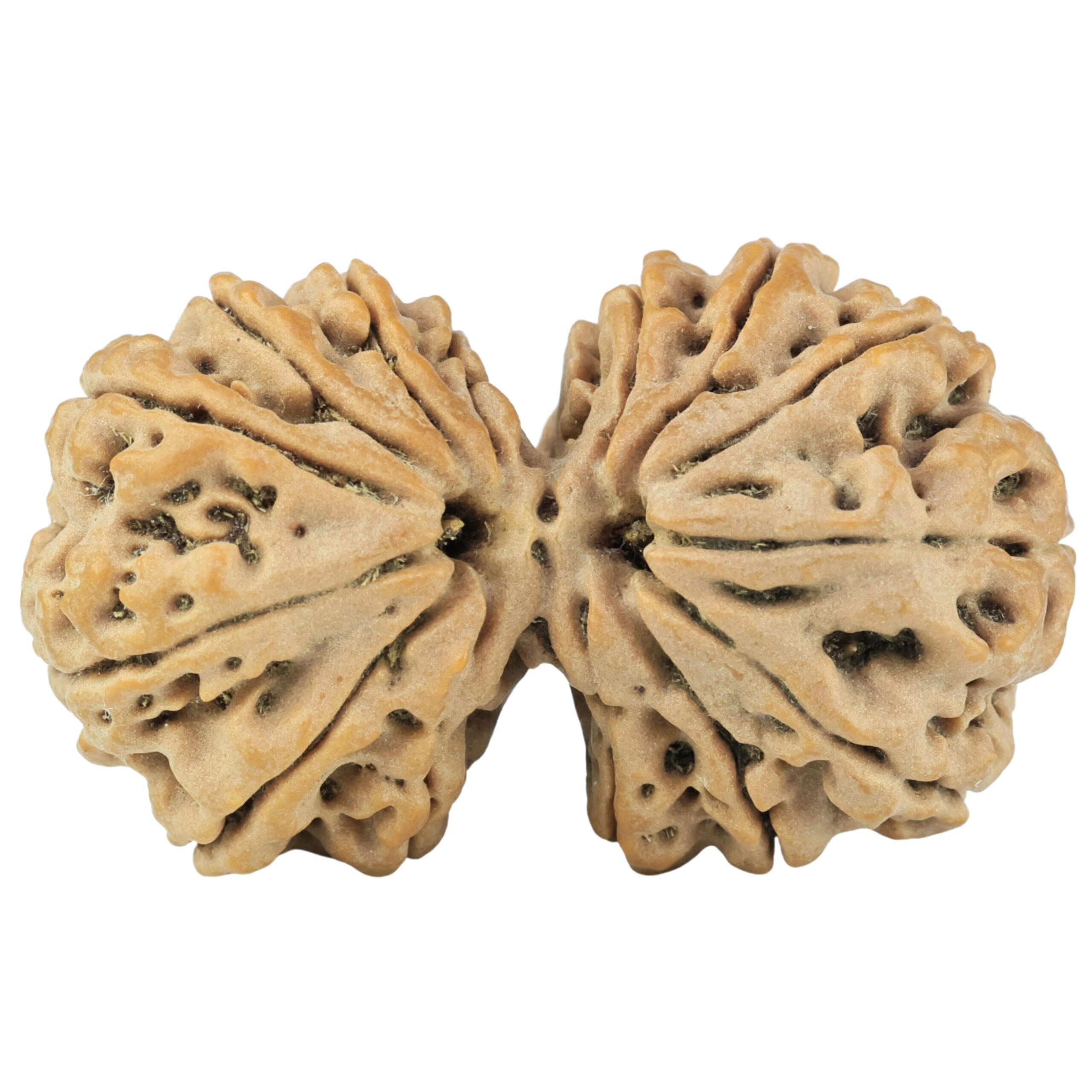 14 Mukhi Gaurishankar 38.4mm 8.58gm - Rudraksha