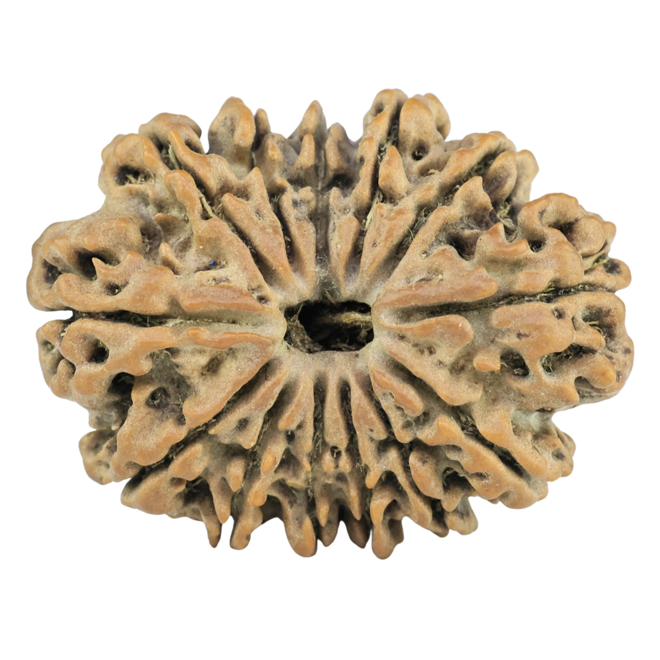 13 Mukhi Rudraksha 28.7mm 4.07gm - Rudraksha