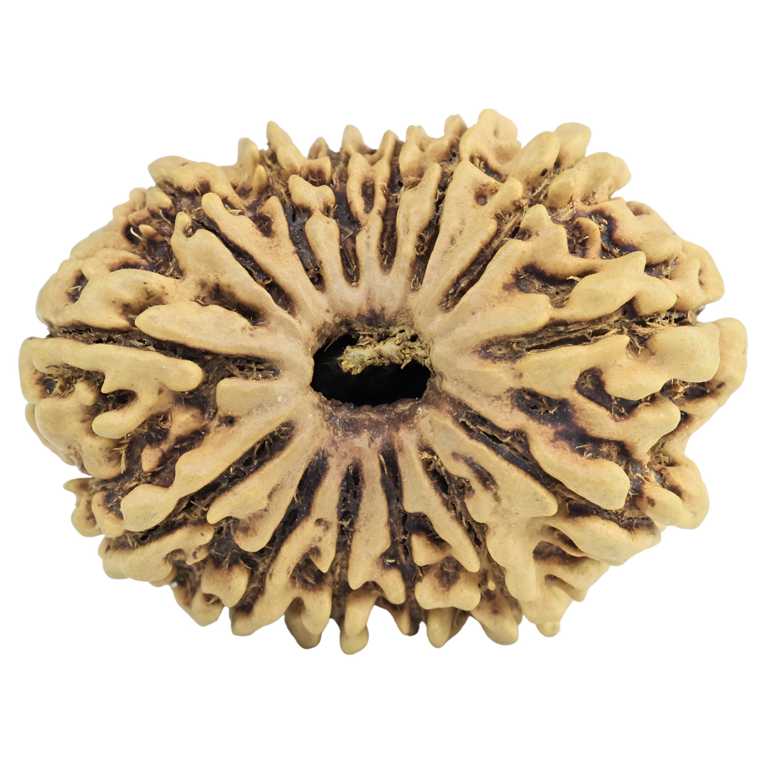 14 Mukhi Rudraksha 30.4mm 3.71gm - Rudraksha