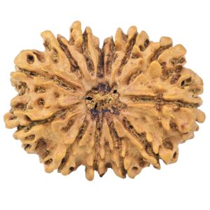 13 Mukhi Rudraksha 32.2mm 5.48gm - Rudraksha