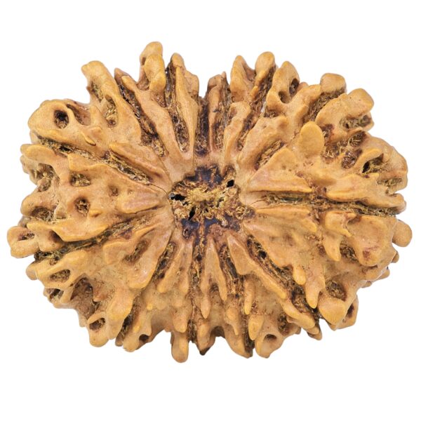 13 Mukhi Rudraksha 32.2mm 5.48gm - Rudraksha