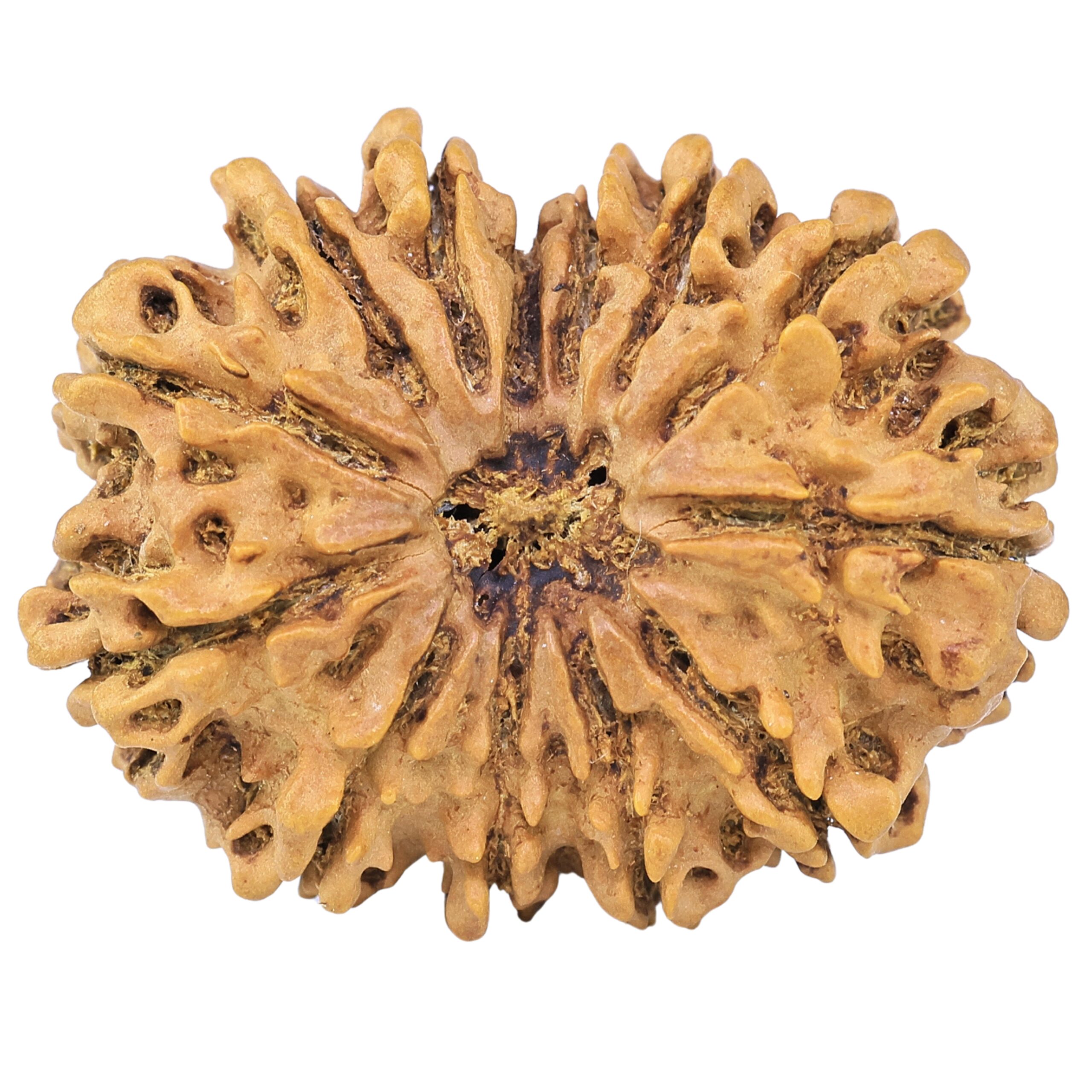 13 Mukhi Rudraksha 32.2mm 5.48gm - Rudraksha