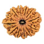 12 Mukhi Rudraksha 33mm 7.42gm - Rudraksha