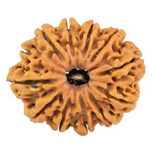 12 Mukhi Rudraksha 33mm 7.42gm - Rudraksha