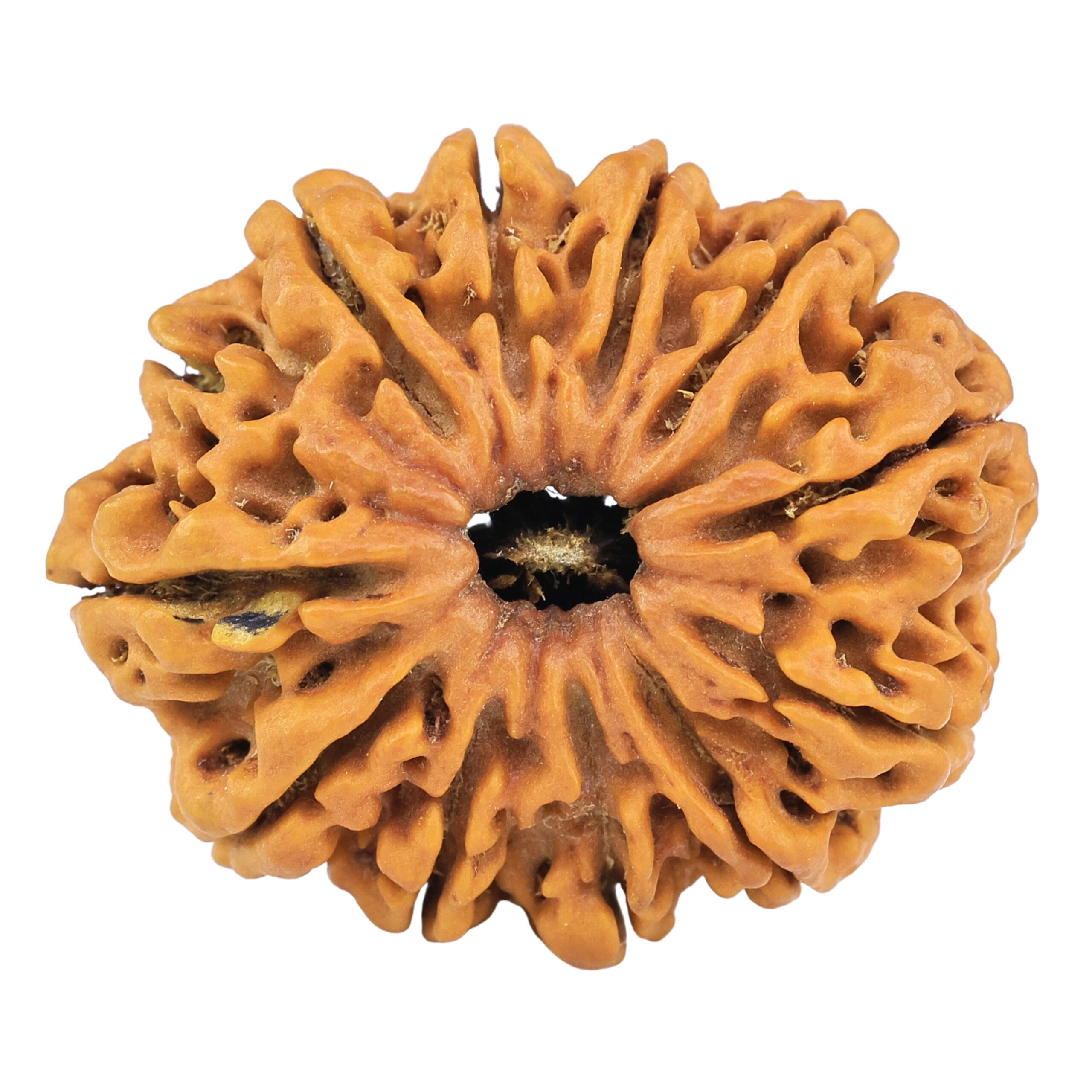 12 Mukhi Rudraksha 33mm 7.42gm - Rudraksha