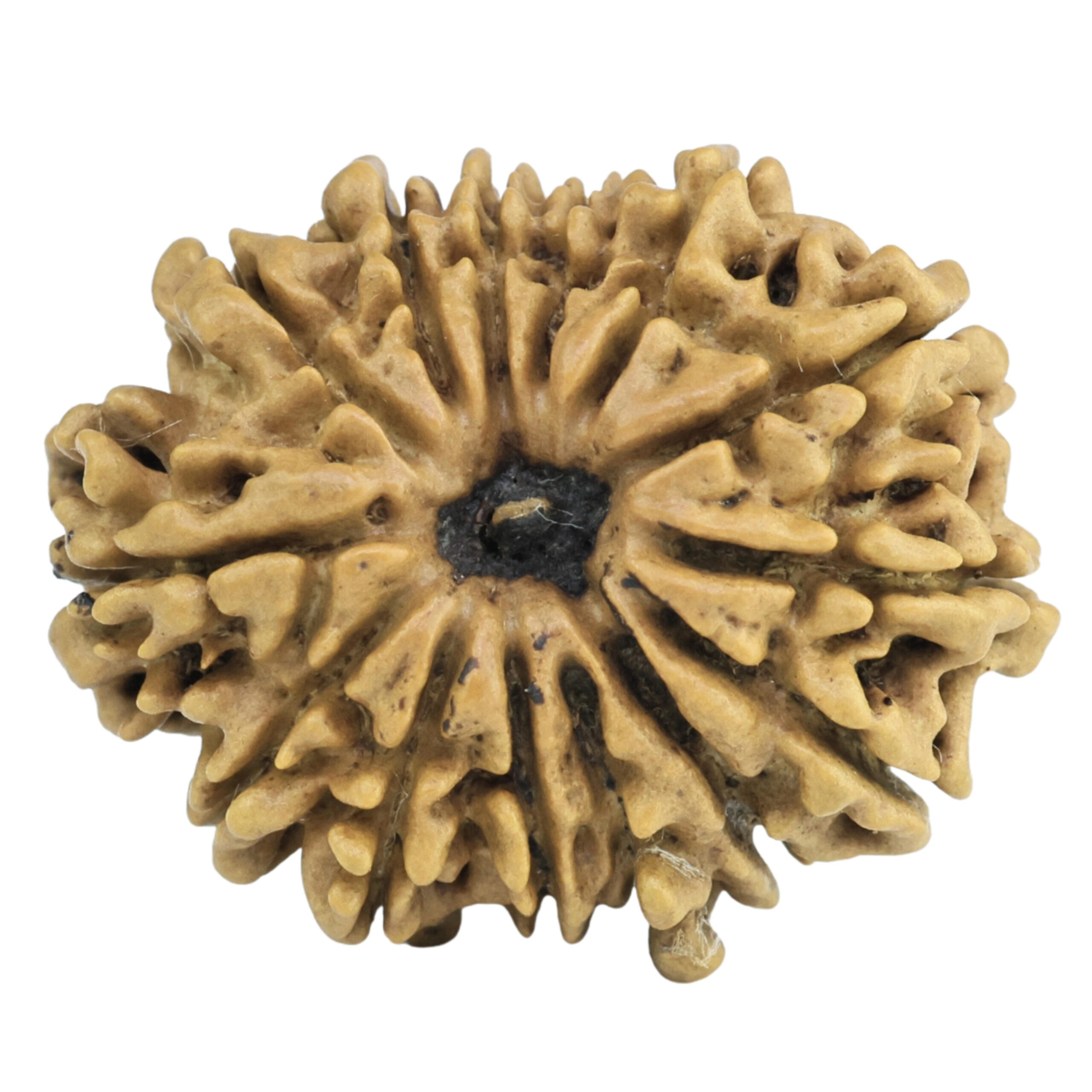 14 Mukhi Rudraksha 25.6mm 2.85gm - Rudraksha