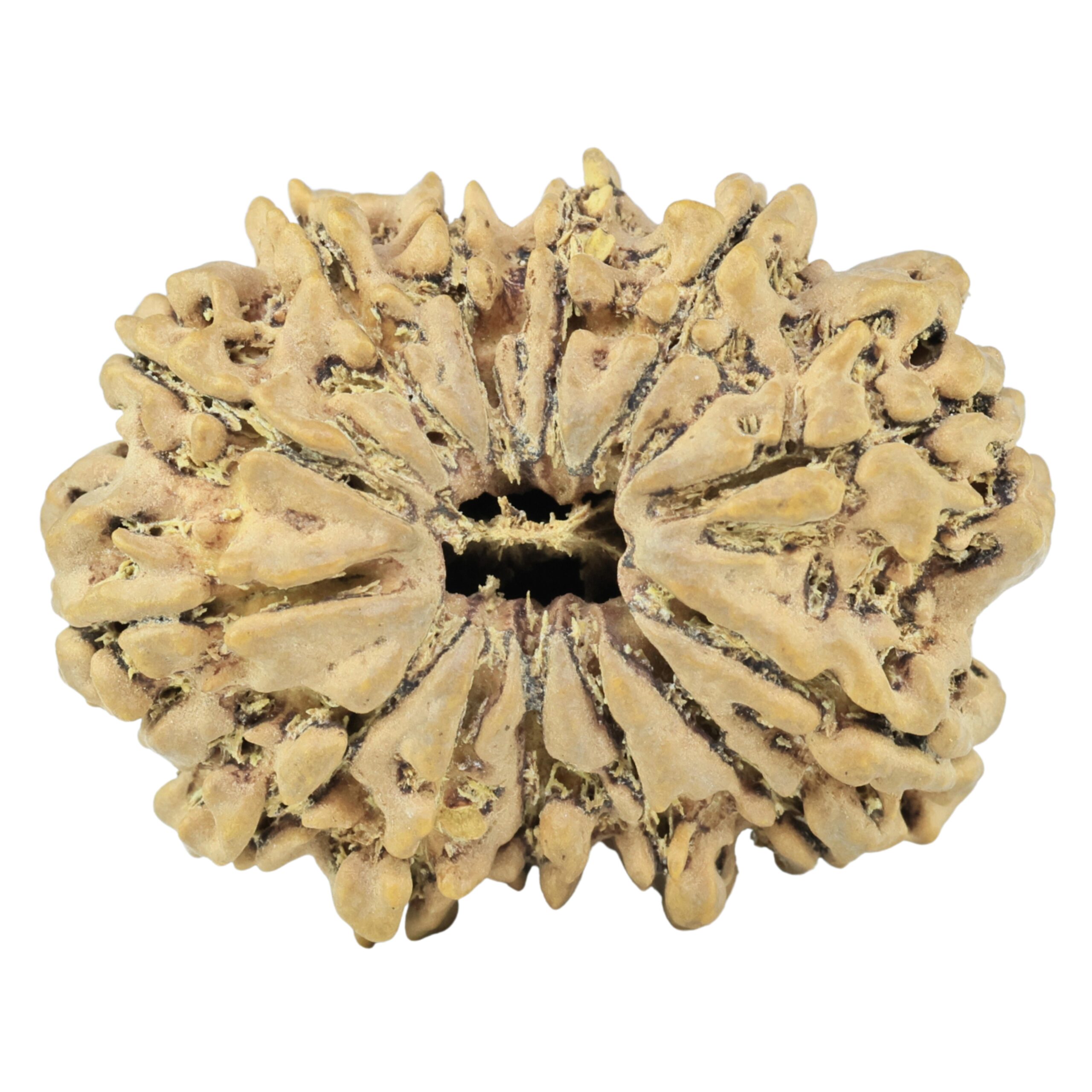 13 Mukhi Rudraksha 33mm 6gm - Rudraksha