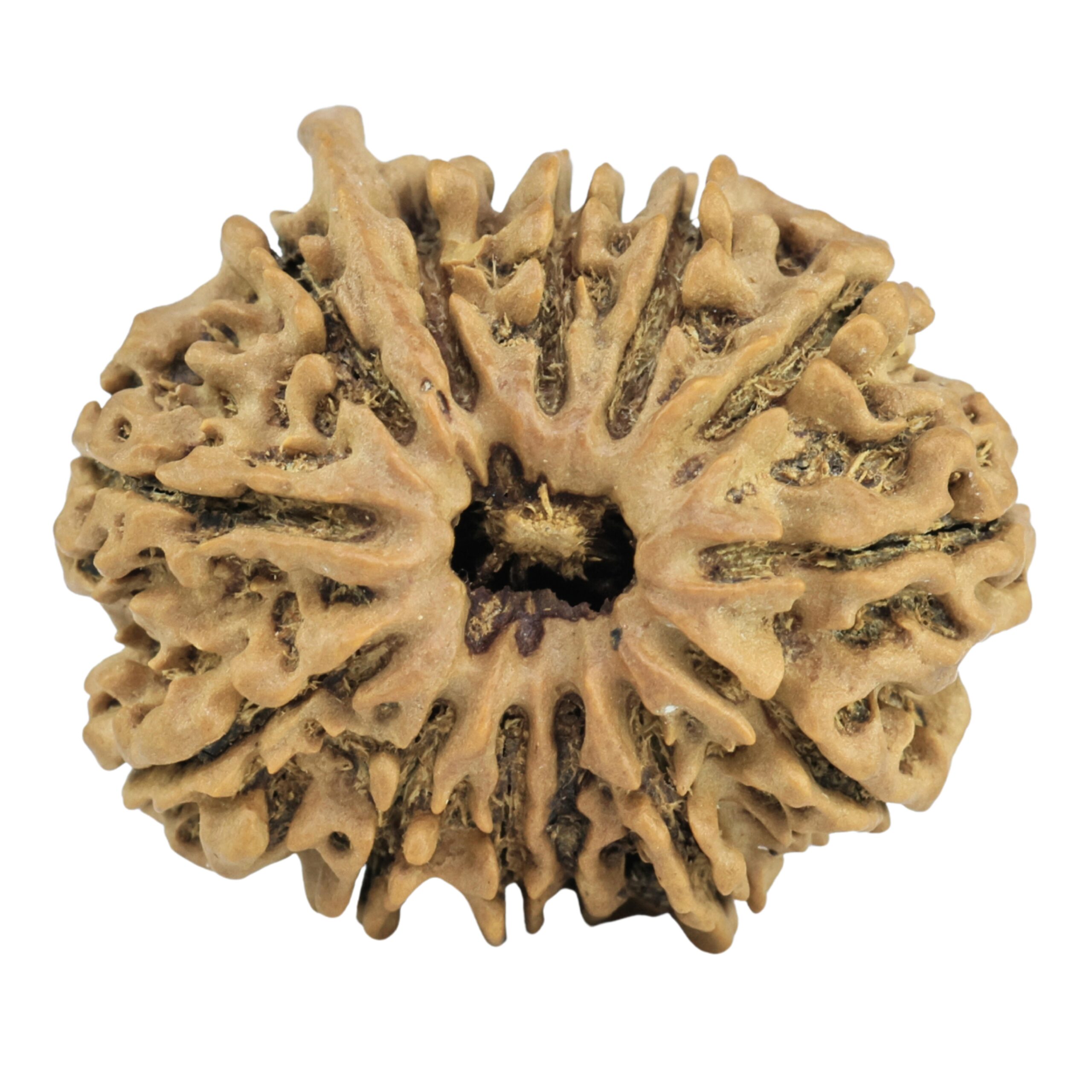 13 Mukhi Ganesh 27.1mm 3.76gm - Rudraksha