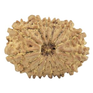 14 Mukhi Rudraksha 24.6mm 2.64gm - Rudraksha