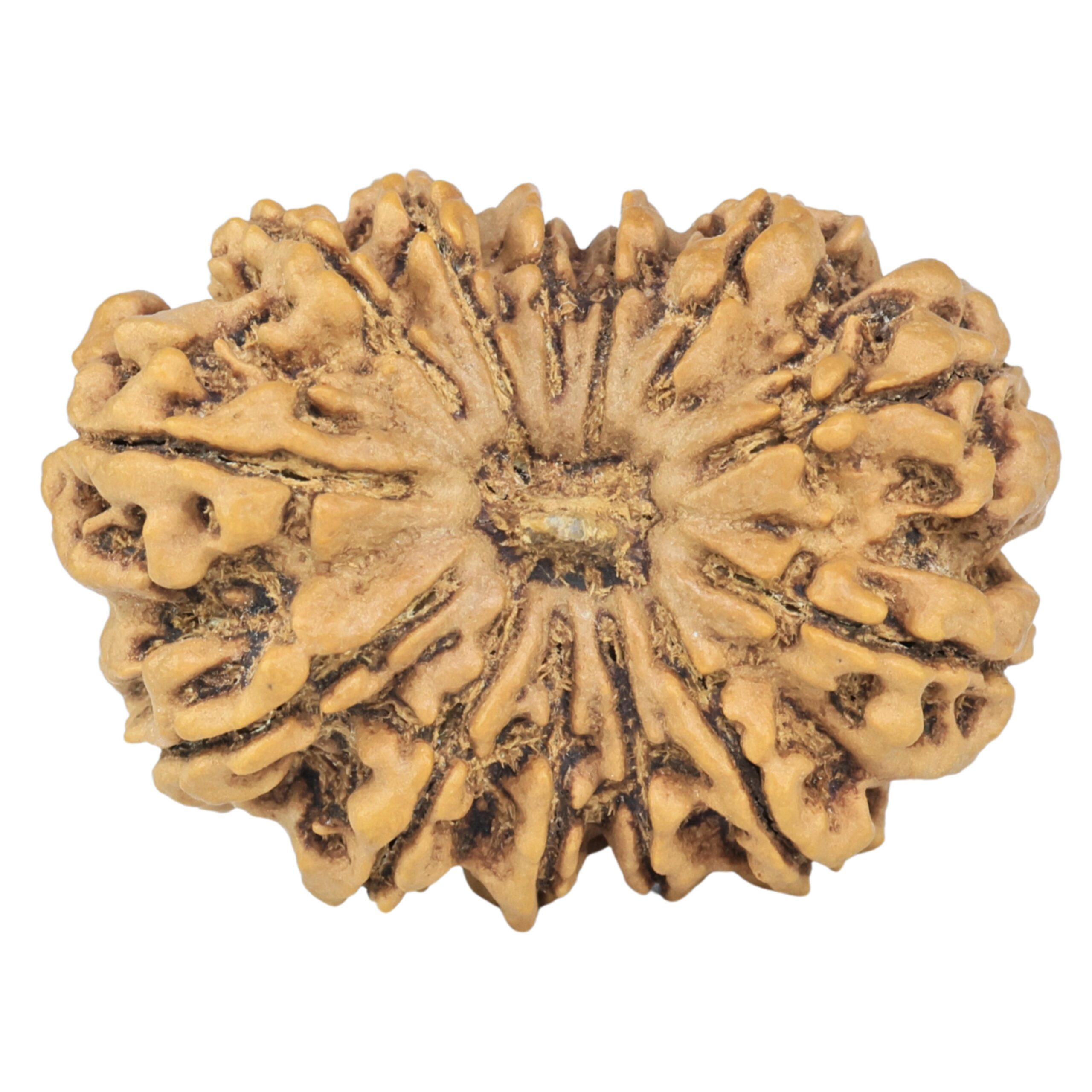 13 Mukhi Rudraksha 32.6mm 5.96gm - Rudraksha