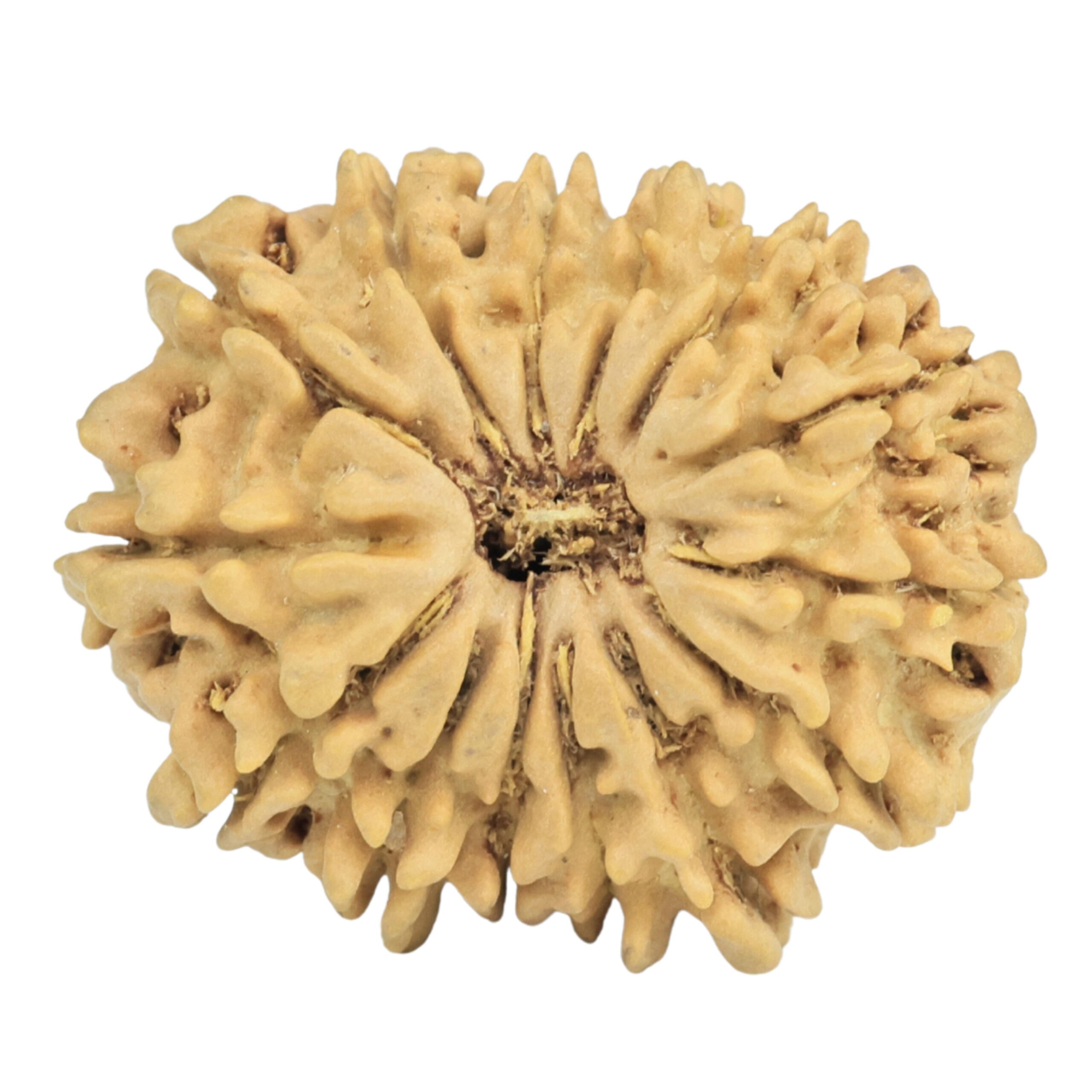 14 Mukhi Rudraksha 24.4mm 3.15gm - Rudraksha