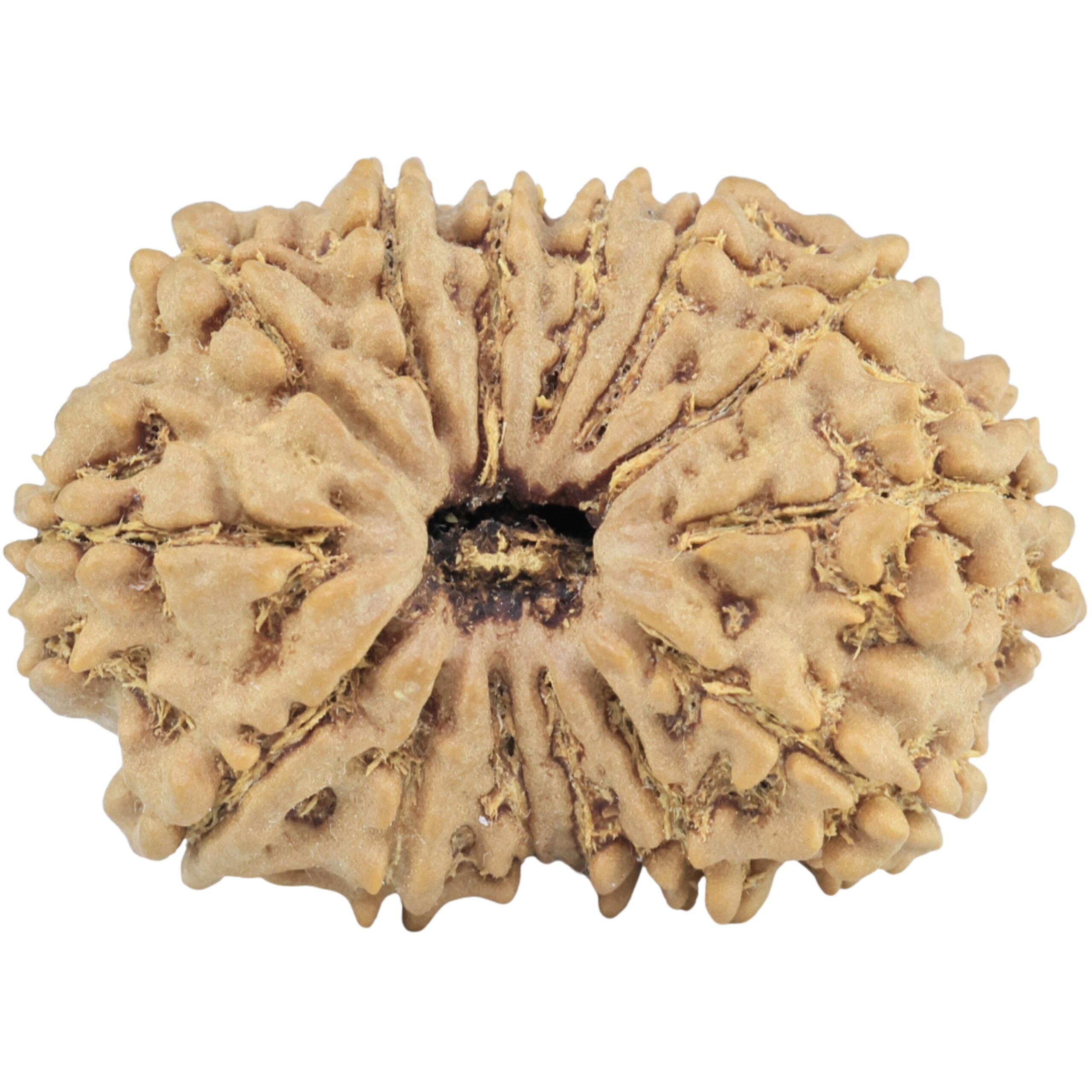 14 Mukhi Rudraksha 27.7mm 4.6gm - Rudraksha