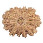 13 Mukhi Rudraksha 31.7mm 7gm - Rudraksha