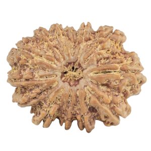 13 Mukhi Rudraksha 31.7mm 7gm - Rudraksha