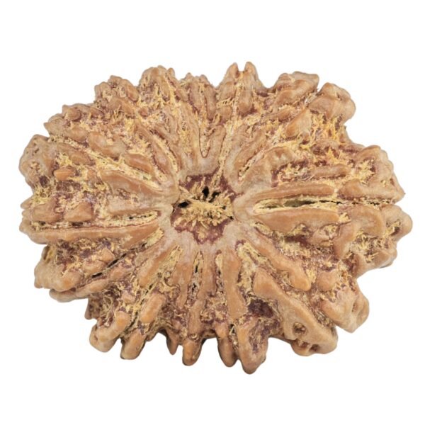 13 Mukhi Rudraksha 31.7mm 7gm - Rudraksha