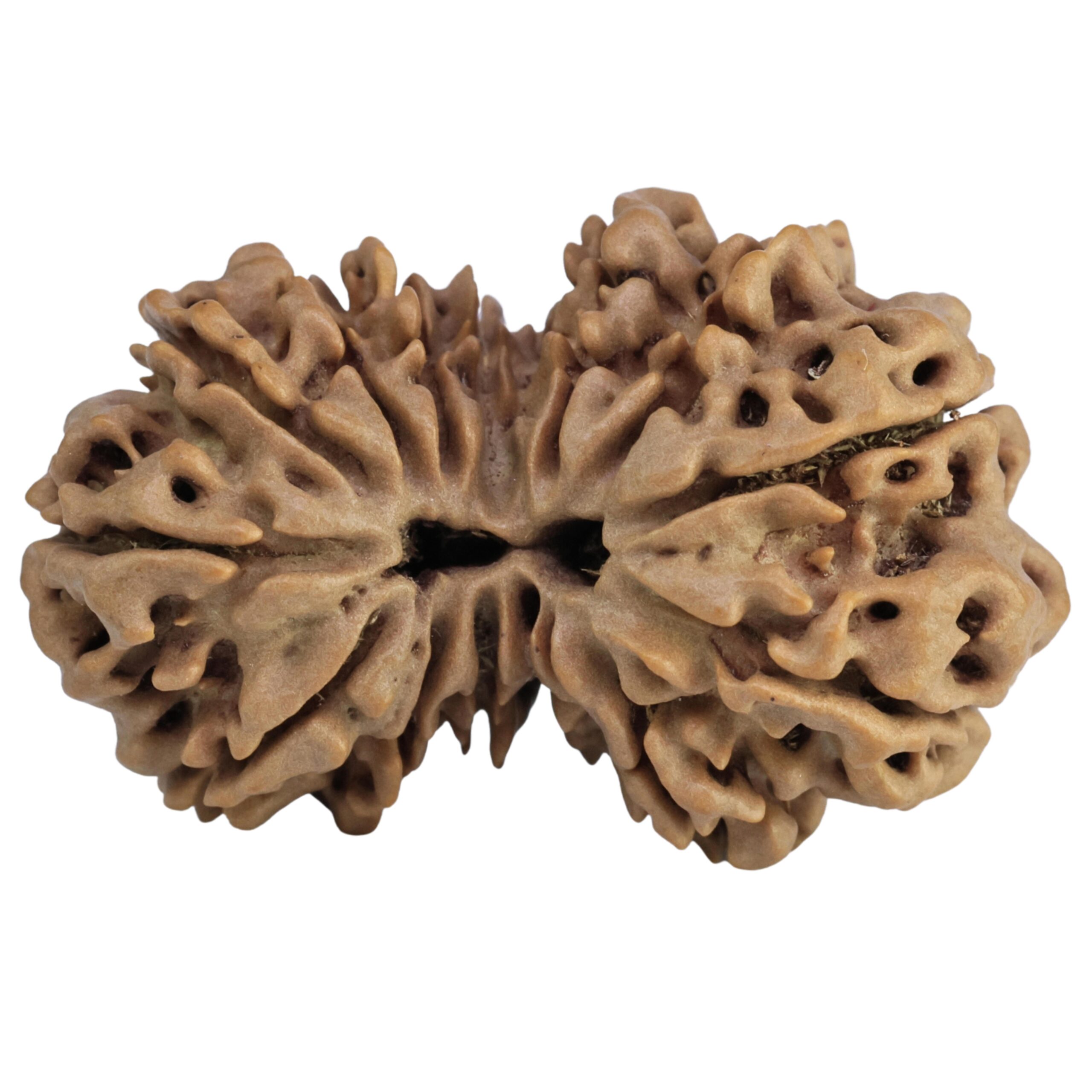 14 Mukhi Gaurishankar 34.7mm 6.2gm - Rudraksha
