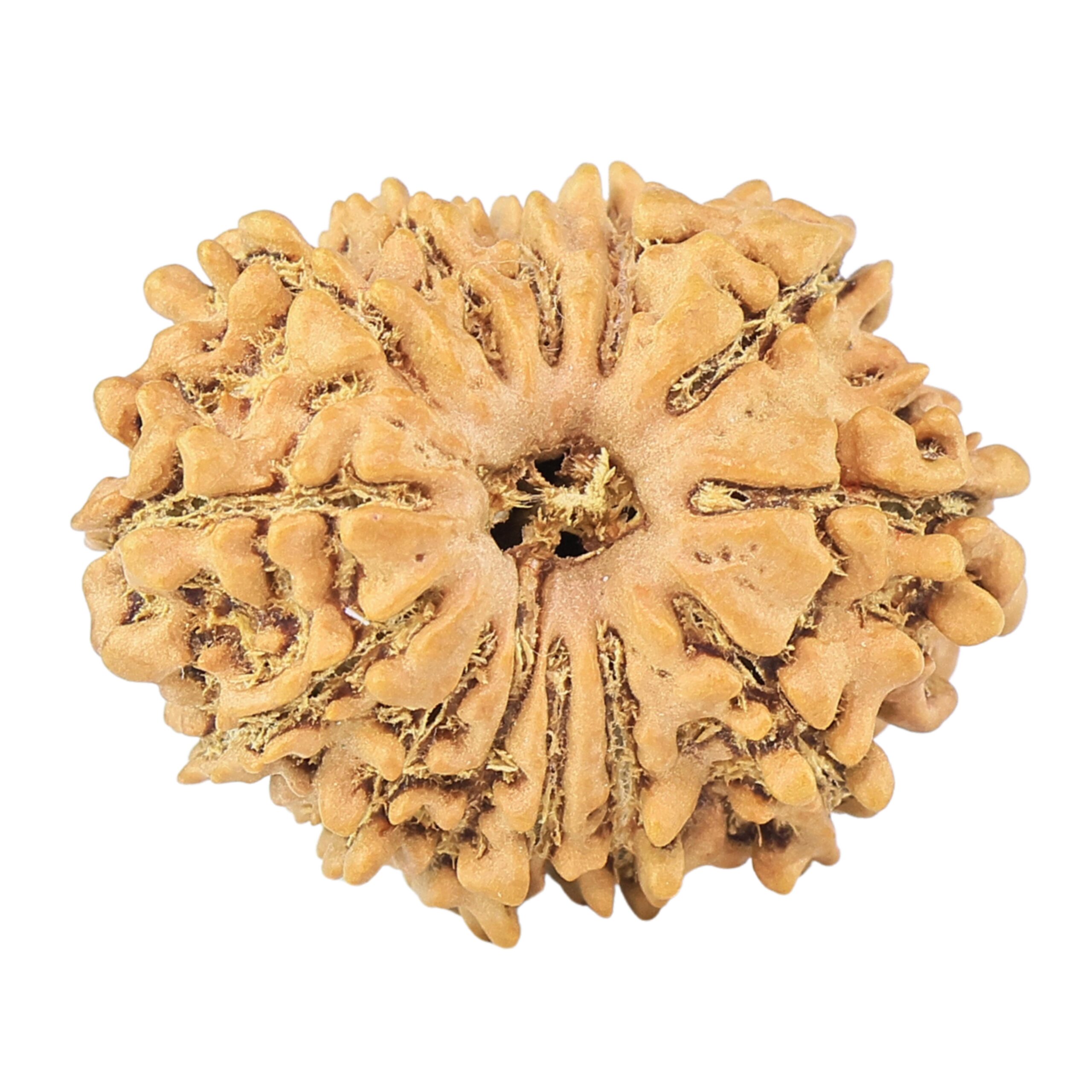 13 Mukhi Rudraksha 22.1mm 2.24gm - Rudraksha